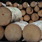 pile of logs sawn and stacked